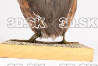 Bird leg reference 0001